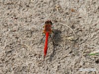 Feuerlibelle (Crocothemis erythraea)